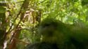 Attaque d'oiseau