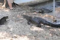 Le chat et l'alligator
