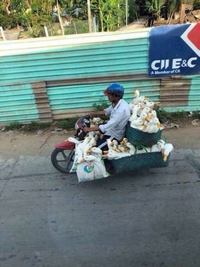 Transport de canards