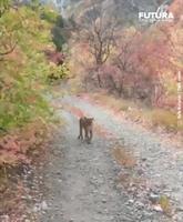 Rencontre avec un puma 
