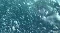 Requin curieux