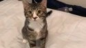 Un petit chat