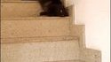 Chat glisse