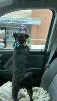 La petite chienne piper était introuvable pendant des semaines 