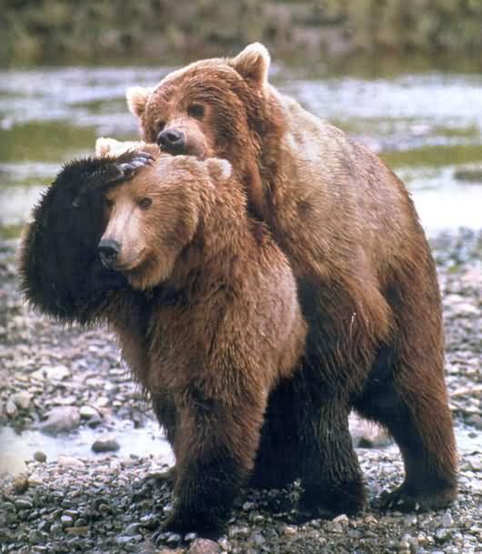 __ Tant que t'as pas tes ours!