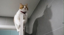 Catmaaaan