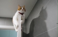 Catmaaaan