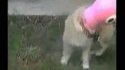 Le chien PEZ