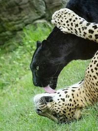 Câlins de félins inter-raciaux