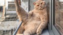 Un autre chat résille