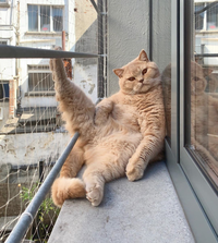 Un autre chat résille
