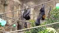 Voici comment les chauves-souris urinent