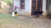 Deux chiens surpris par un lionceau