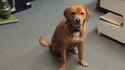 Un chien blasé