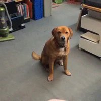Un chien blasé