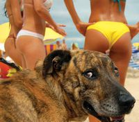 Un chien à la plage