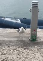 j'espère qu'il sait refermer !