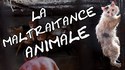 Agissez contre la maltraitance animale