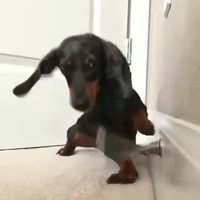 Teckel vs butée de porte