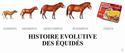 Évolution chevaline