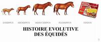 Évolution chevaline