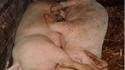 69 entre cochonnes