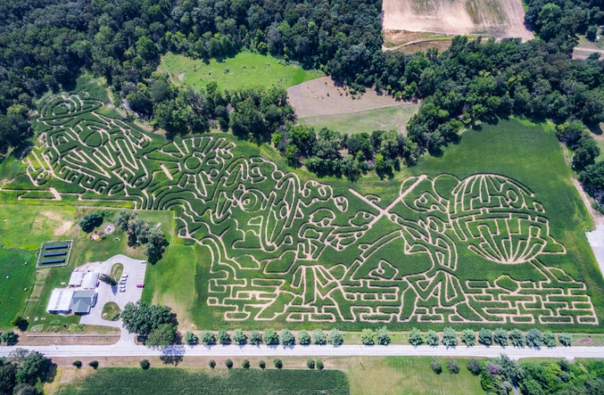 Un champ de maïs transformé en labyrinthe.