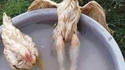 Poulettes au bain