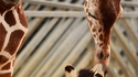 Un bisou entre un zèbre et une girafe