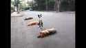 Saute-mouton. Ou saute-chien...