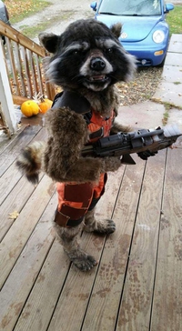 Cosplay Rocket