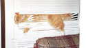 Chat coincé