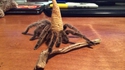 Je suis Harry Potter le magicien !