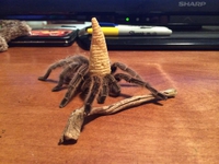 Je suis Harry Potter le magicien !