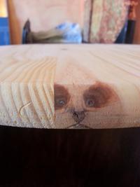 Un animal piégé dans une table