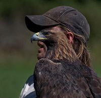 Un fauconnier et son aigle