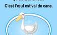 La femelle du canard