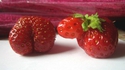 Envie de fraise ?