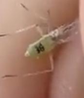 Perso je vois 3G ou 38 