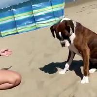 Tour de magie à la plage pour chien pas très finaud