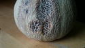 A la recherche des phallus perdus 147
