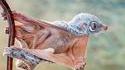 Colugo