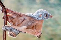 Colugo