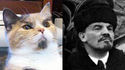 Lenincat