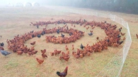 Rituel de poules
