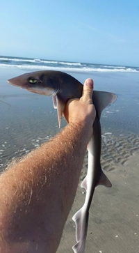 Requin blasé
