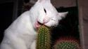 Chat herbivore