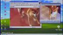 dog.wmv