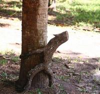 Arbre obsédé