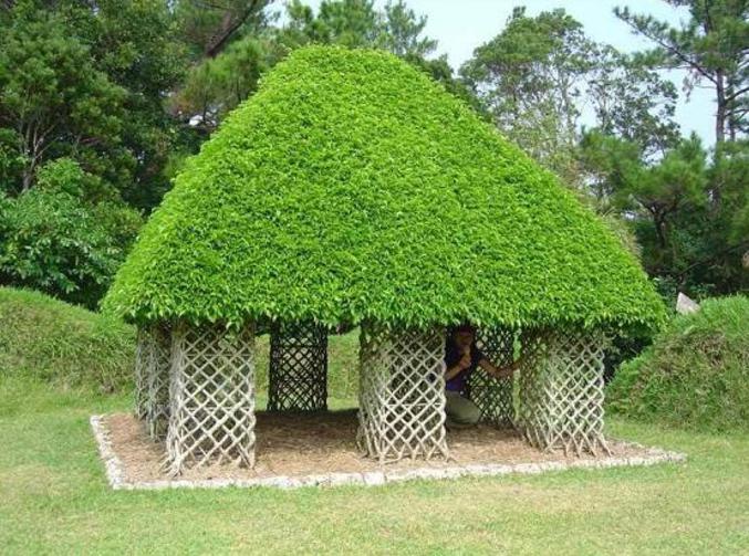 Des buissons qui forment une maison.